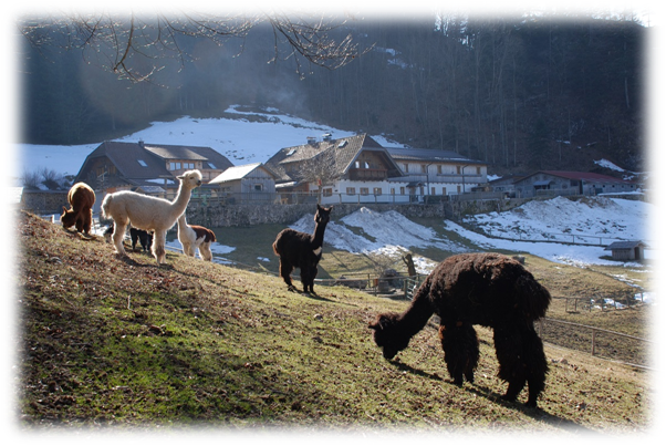 alpaka mit haus